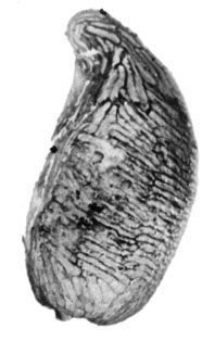 ONAGRACEAE Ludwigia L.  Ludwigia rostriformis T.V.Yakub.